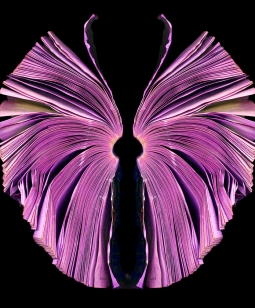 pink-butterfly_72