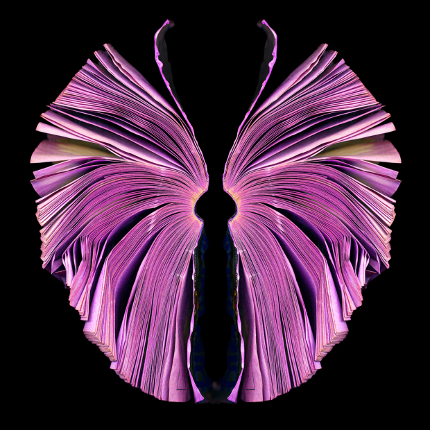 pink-butterfly_72
