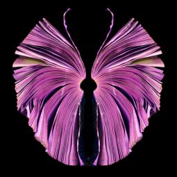 pink-butterfly_72