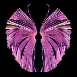 pink-butterfly_72