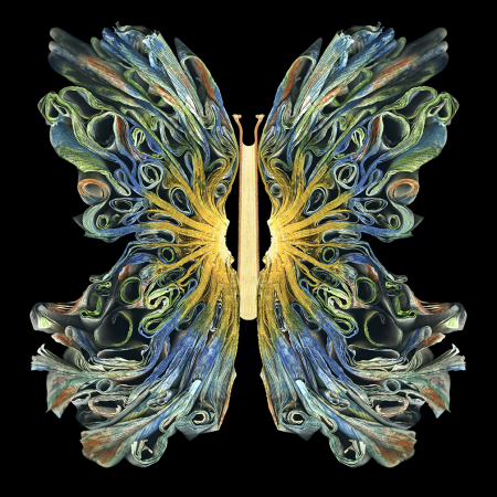 "Morpho" 2014 - 48" x 48" ed./9, 36" x 36" ed./9, 24" x 24" ed./9
