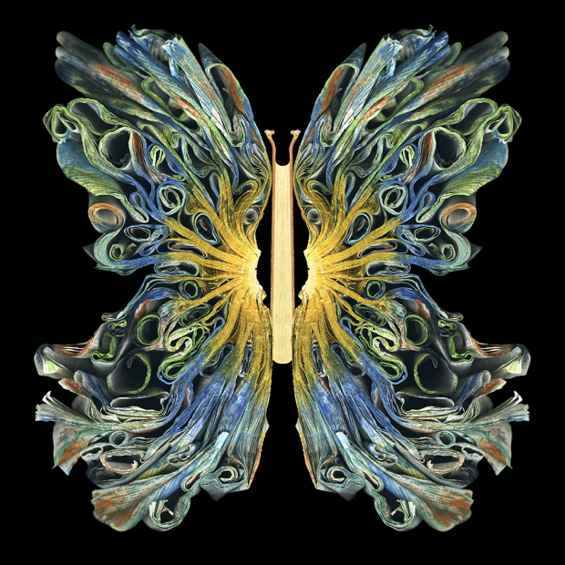 "Morpho" 2014 - 48" x 48" ed./9, 36" x 36" ed./9, 24" x 24" ed./9