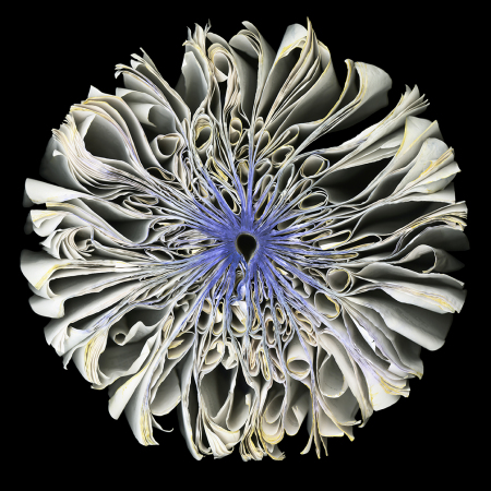 White-Iris