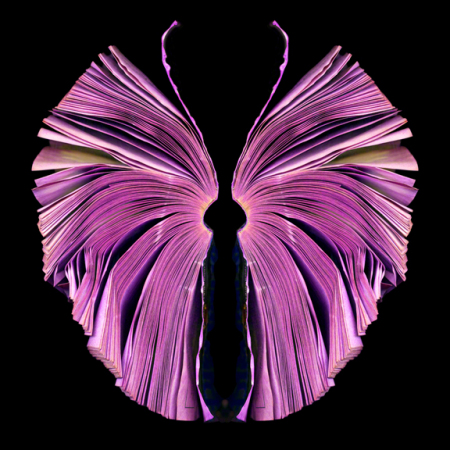 Pink Butterfly